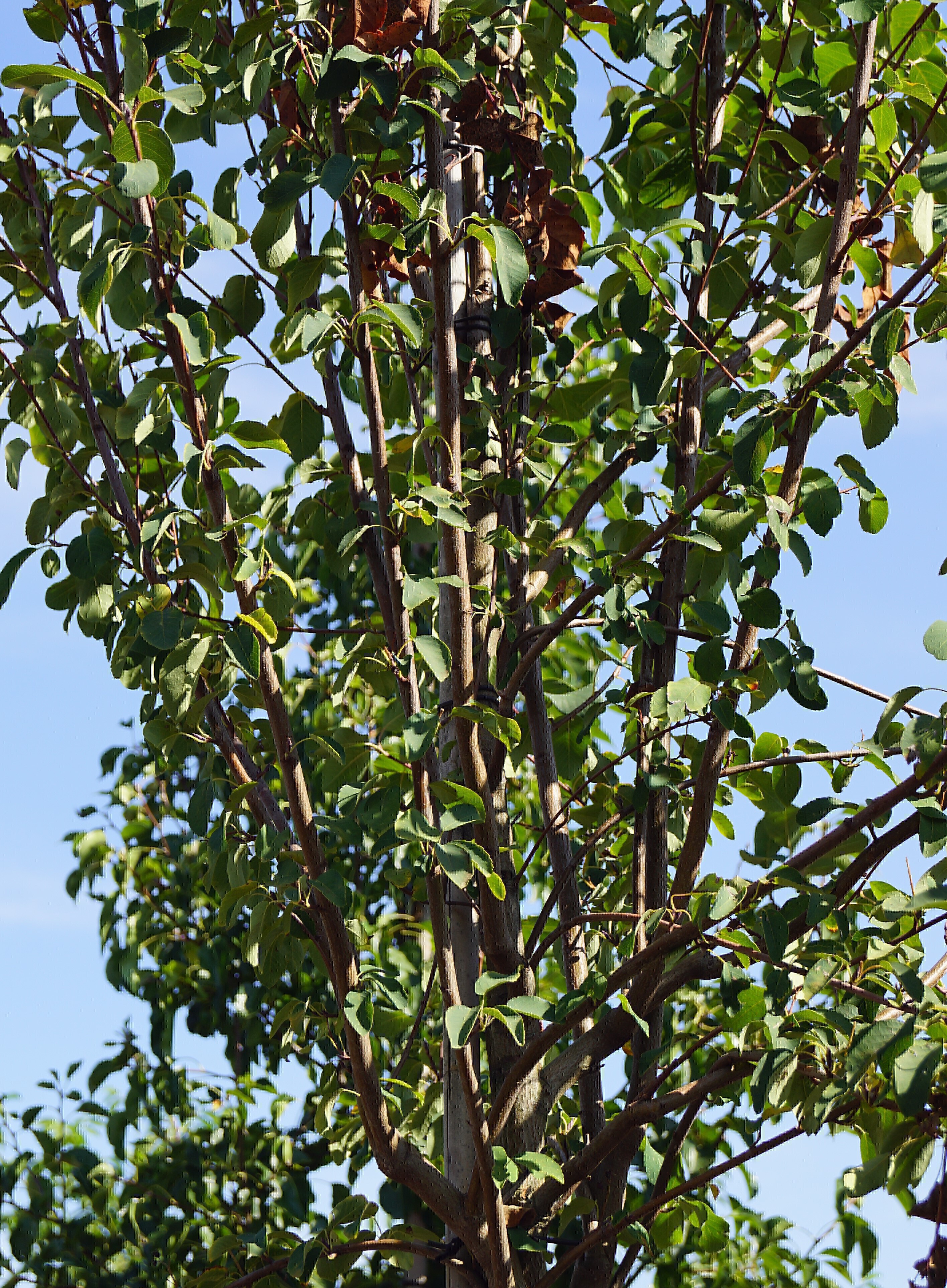 Amelanchier alnifolia 'Obelisk' (6)